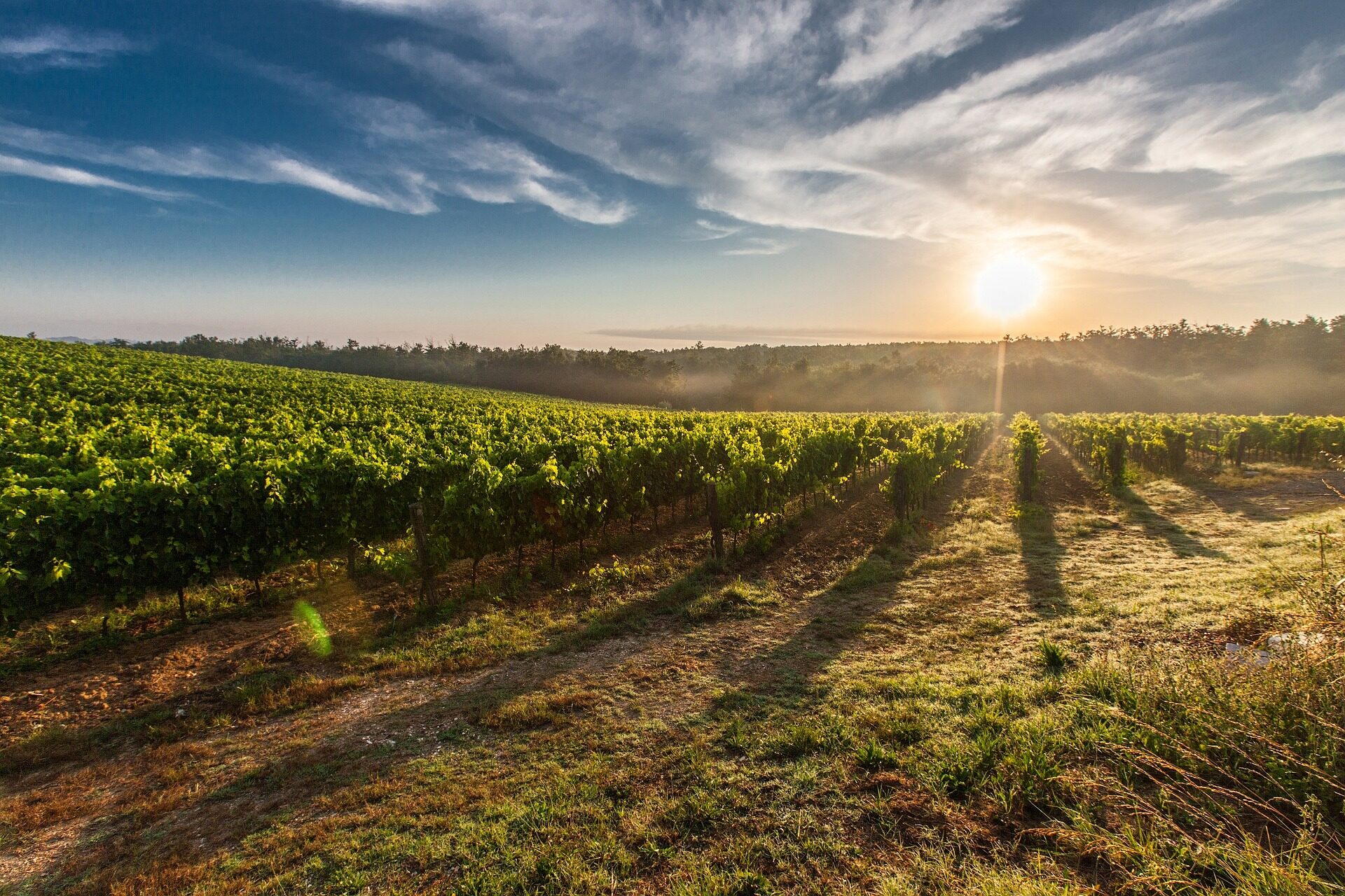 Cape Winelands vineyard at sunrise